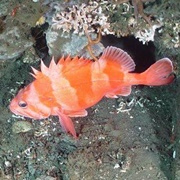 Redbanded Rockfish
