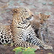 South Luangwa National Park, Zambia