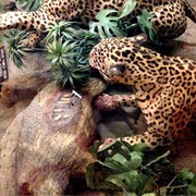 Legendary Safari Club (Permanently Closed)