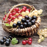 Currants