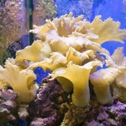 Cabbage Leather Coral
