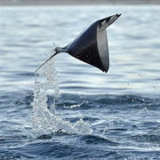 Devil Ray