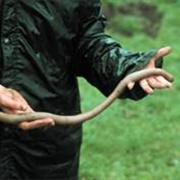Giant Earthworm Museum (Permanently Closed)