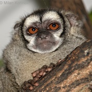 Grey-Handed Night Monkey