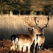 Richmond Park