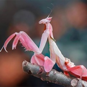 Orchid Mantis