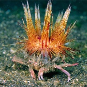 Decorator Crab