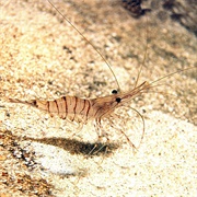 Common Prawns (Palaemon Serratus)