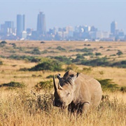 Nairobi National Park, Kenya