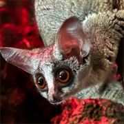 Southern Lesser Galago