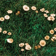 Fairy Ring