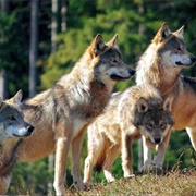 Pack of Wolves