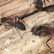 Carpenter Ants