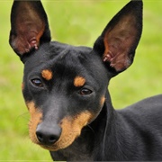 English Toy Terrier