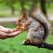 Have a Wild Animal Eat From Your Hand