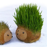 Mr Grass