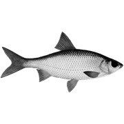 Extradimensional Fish