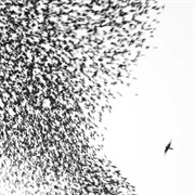 Wilco - Sky Blue Sky (2007)