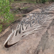 Australian In-Situ Wild Rice Conservation Project