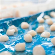 Argopecten Purpuratus