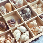 Seashells