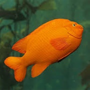 Garibaldi Damselfish
