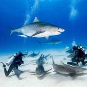Swim With Sharks