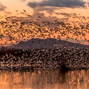 Bernardo Waterfowl Area