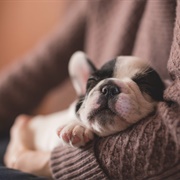 Pet Sit for a Family Member or Friend