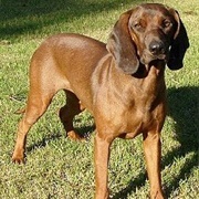 Bavarian Mountain Hound