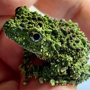 Vietnamese Mossy Frog