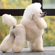 Miniature Poodle
