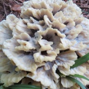 Ganba Fungus (Thelephora Ganbajun)