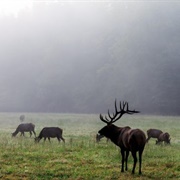 Smoky Mountain Elk Fest