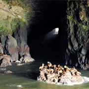 Sea Lion Caves