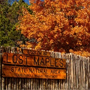 See the "Lost Maples"