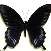 Black Butterfly