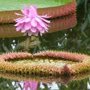 Victoria Amazonica