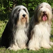 Bearded Collie