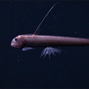 Viperfish