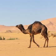 See a Camel in Natural Habitat