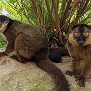 Collared Brown Lemur