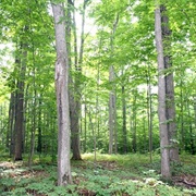The Sacred Grove