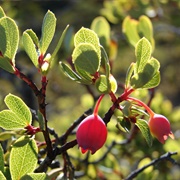 ʻōhelo ʻai (Vaccinium Reticulatum)