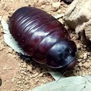 Giant Burrowing Cockroach