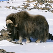 Yak