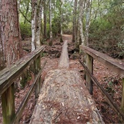 De Soto National Forest, Mississippi
