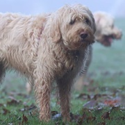 Otterhound