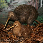 Otorohanga Kiwi House