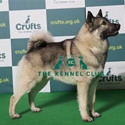 Norwegian Elkhound